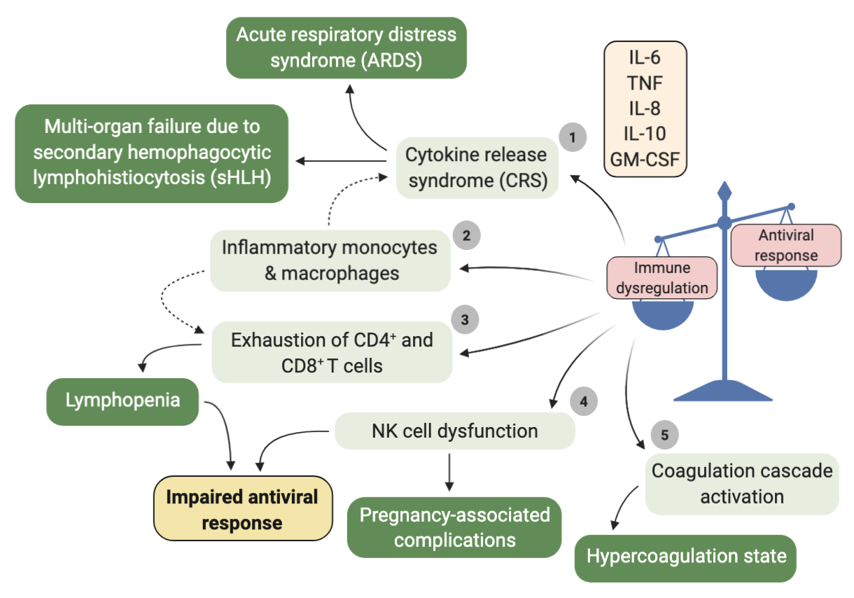 Immune Dysregulation COVID